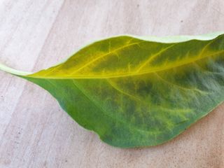 김채현 님의 고추 · 병해충상담 작성글 사진