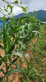 팜모닝 고구마·영농일지 게시글 이미지