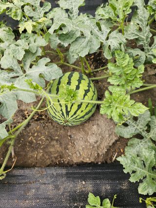 박윤돌님의 기타작물 · 영농일지 작성글 사진