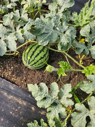 박윤돌님의 기타작물 · 영농일지 작성글 사진