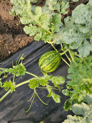 박윤돌님의 기타작물 · 영농일지 작성글 사진