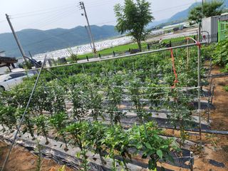 지천연님의 고추 · 영농일지 작성글 사진