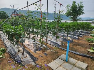 지천연님의 고추 · 영농일지 작성글 사진