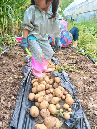 KhM식물을사랑님의 감자 · 영농일지 작성글 사진