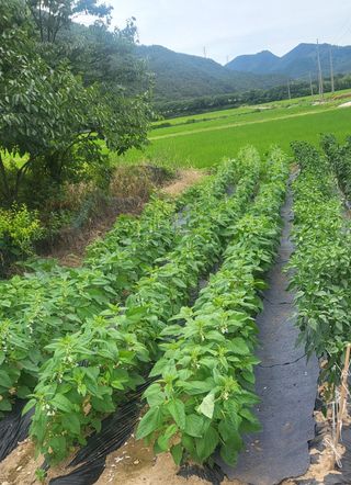 마늘님의 참깨 · 영농일지 작성글 사진