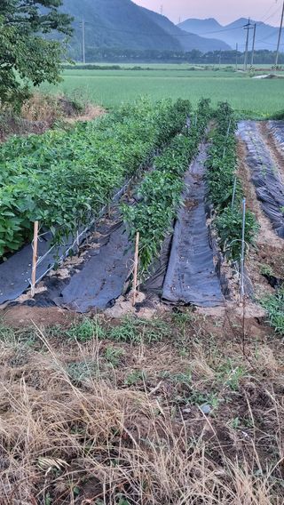 마늘님의 참깨 · 영농일지 작성글 사진