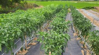 마늘님의 참깨 · 영농일지 작성글 사진