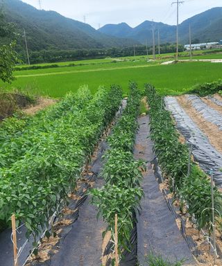 마늘님의 참깨 · 영농일지 작성글 사진