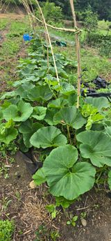 팜모닝 호박·영농일지 게시글 이미지