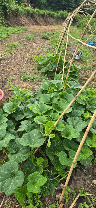 아침이슬청과님의 호박 · 영농일지 작성글 사진