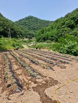 팜모닝 들깨·영농일지 게시글 이미지