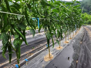 금우님의 고추 · 영농일지 작성글 사진