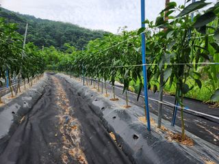 금우님의 고추 · 영농일지 작성글 사진