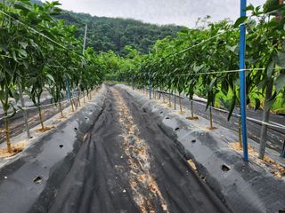 금우님의 고추 · 영농일지 작성글 사진