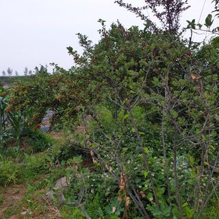 문유식님의 기타작물 · 영농일지 작성글 사진