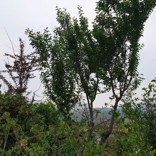 문유식님의 기타작물 · 영농일지 작성글 사진