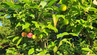 정산님의 기타작물 · 영농일지 작성글 사진