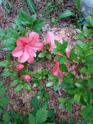 작은별님의 감 · 영농일지 작성글 사진