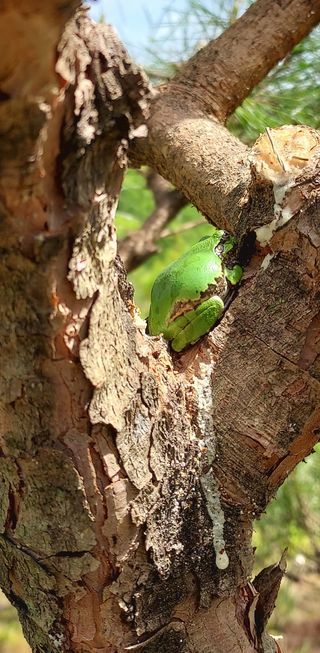 작은별님의 감 · 영농일지 작성글 사진