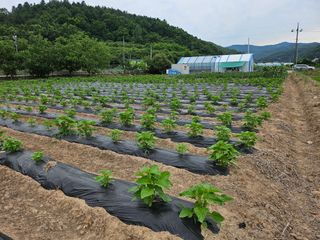 권다갈님의 참깨 · 영농일지 작성글 사진