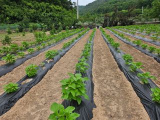 권다갈님의 참깨 · 영농일지 작성글 사진