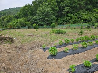 권다갈님의 참깨 · 영농일지 작성글 사진