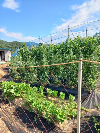 자연그대로님의 기타작물 · 영농일지 작성글 사진