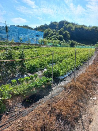 자연그대로님의 기타작물 · 영농일지 작성글 사진