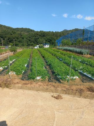 자연그대로님의 기타작물 · 영농일지 작성글 사진