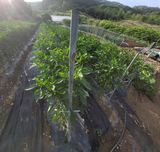 팜모닝 👩🏻‍🌾7월 농작업 계획·참여글 게시글 이미지