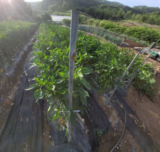 박용현 님의 👩🏻‍🌾7월 농작업 계획 · 참여글 작성글 사진