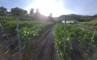 박용현 님의 👩🏻‍🌾7월 농작업 계획 · 참여글 작성글 사진