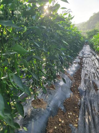 박용현 님의 👩🏻‍🌾7월 농작업 계획 · 참여글 작성글 사진