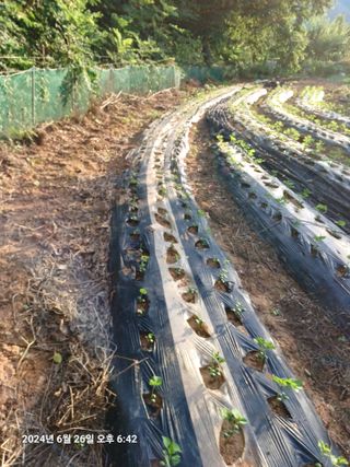 섬진강님의 콩 · 영농일지 작성글 사진
