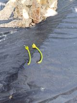 팜모닝 자유주제·자유게시판 게시글 이미지