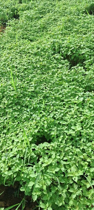 이인재님의 들깨 · 영농일지 작성글 사진