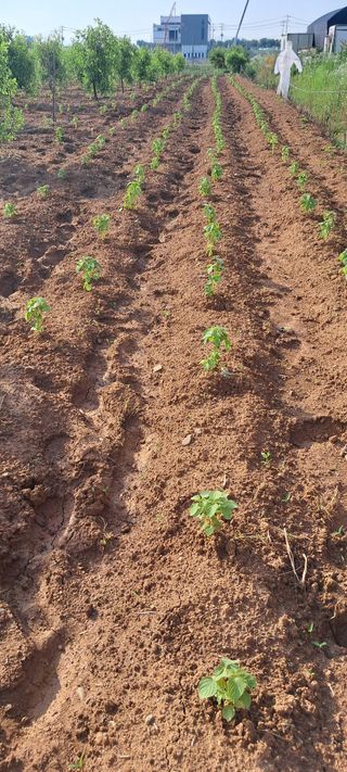 이인재님의 들깨 · 영농일지 작성글 사진