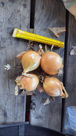 농사꾼 단비님의 작성글 사진