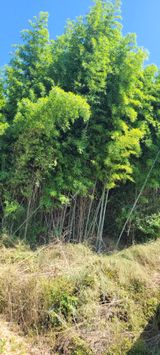 팜모닝 자유주제·자유게시판 게시글 이미지