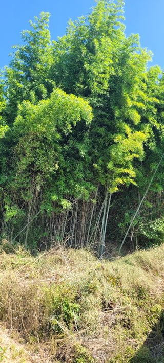 보령농민김영식님의 자유주제 · 자유게시판 작성글 사진