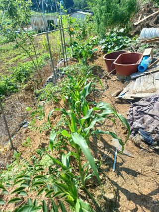 귤29729님의 블루베리 · 영농일지 작성글 사진