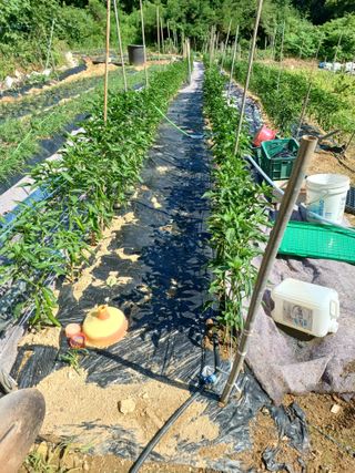 귤29729님의 블루베리 · 영농일지 작성글 사진