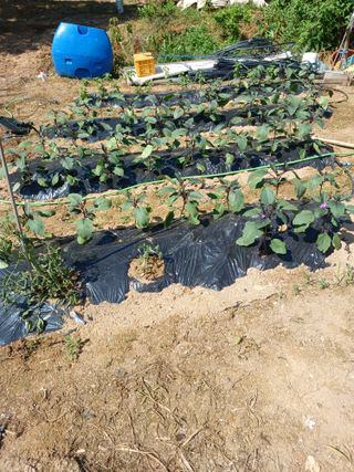 귤29729님의 블루베리 · 영농일지 작성글 사진