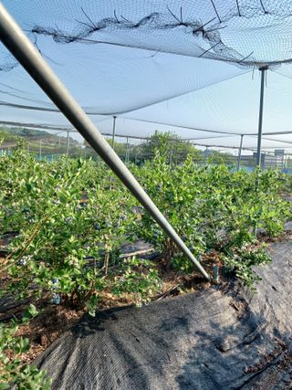 귤29729님의 블루베리 · 영농일지 작성글 사진