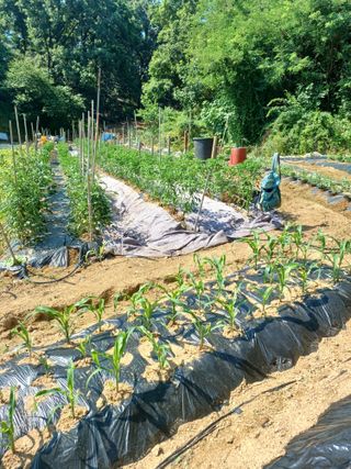 귤29729님의 블루베리 · 영농일지 작성글 사진