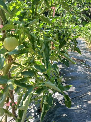 귤29729님의 블루베리 · 영농일지 작성글 사진