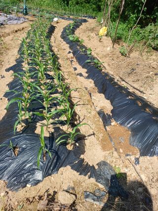 귤29729님의 블루베리 · 영농일지 작성글 사진