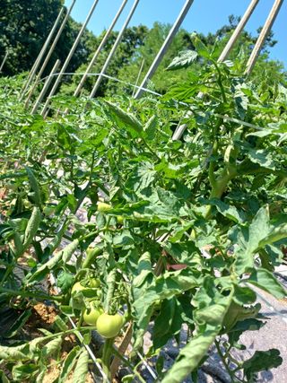 귤29729님의 블루베리 · 영농일지 작성글 사진