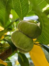 팜모닝 복숭아·영농일지 게시글 이미지