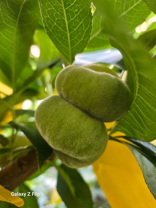 옥상농원님의 복숭아 · 영농일지 작성글 사진